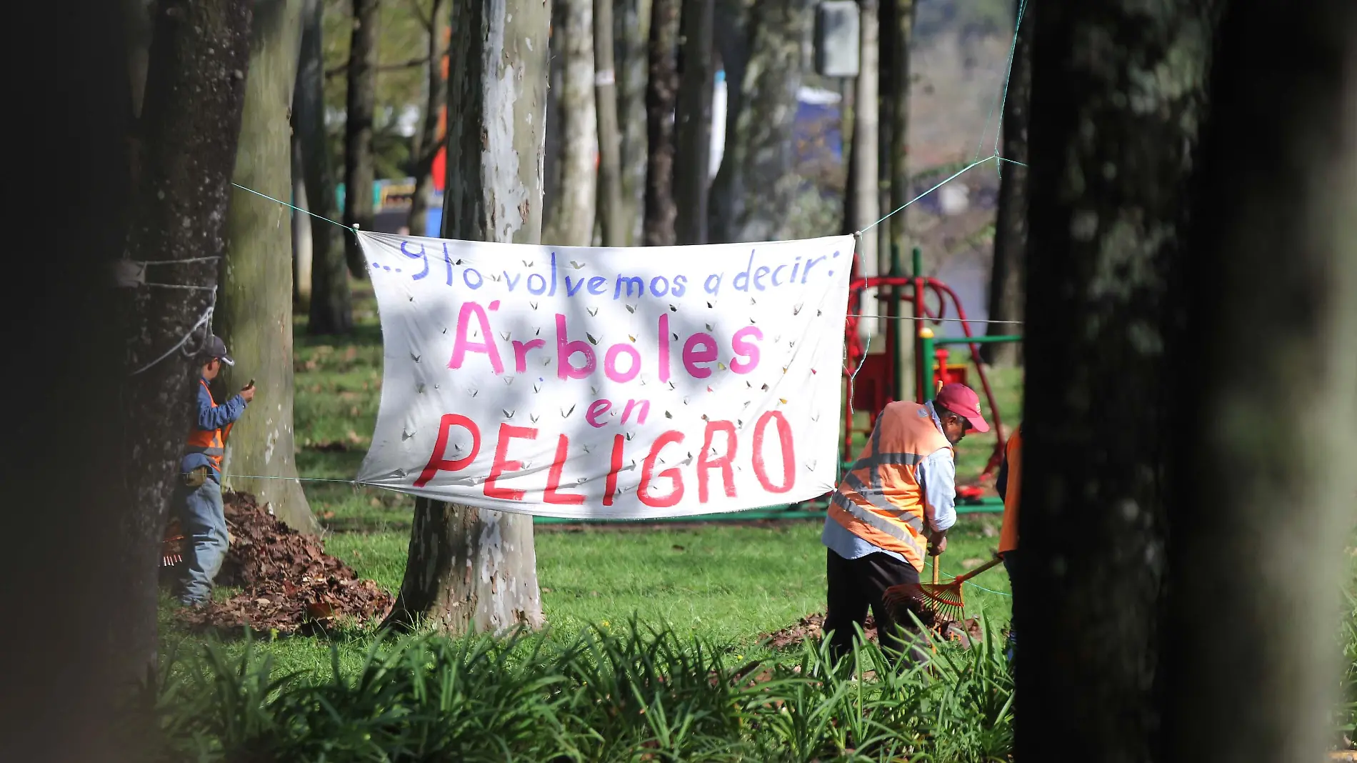 Islas de Calor-árboles-Ofelia Andrade Valdés-Colver-15abril-ricardo02 (1)